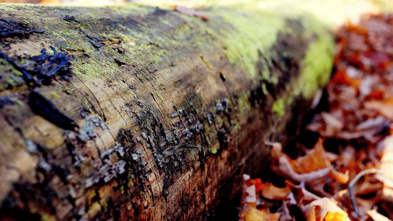 Overtraining vs underrecovery: signs, metrics, and what to do this week